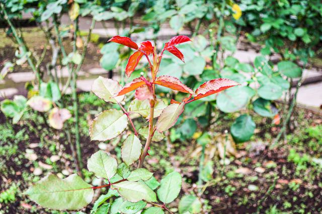 バラの新芽