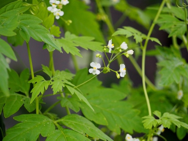 フウセンカズラの花