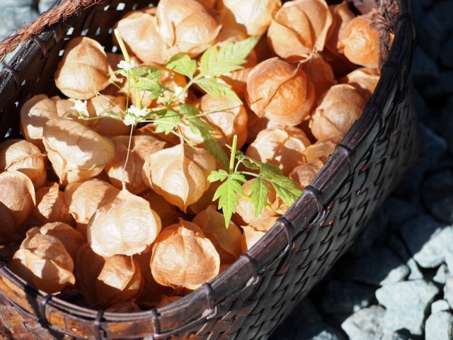 フウセンカズラの茶色の実