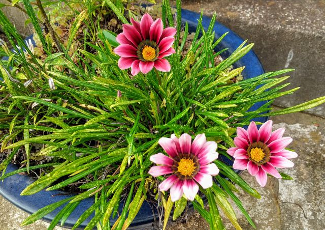 ガザニアの花