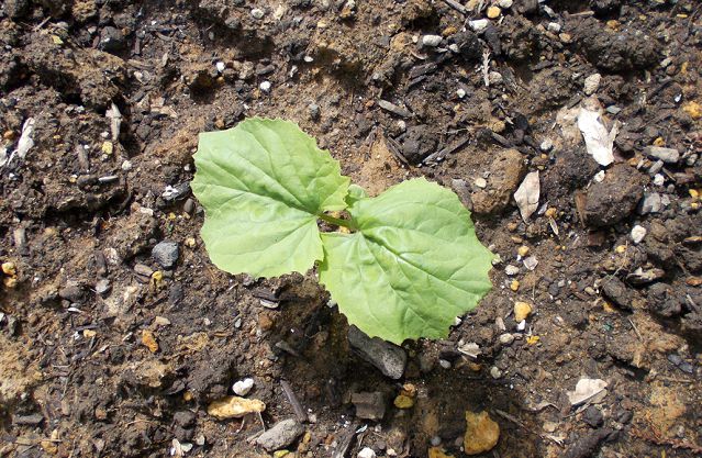 発芽から6日目のゴーヤ