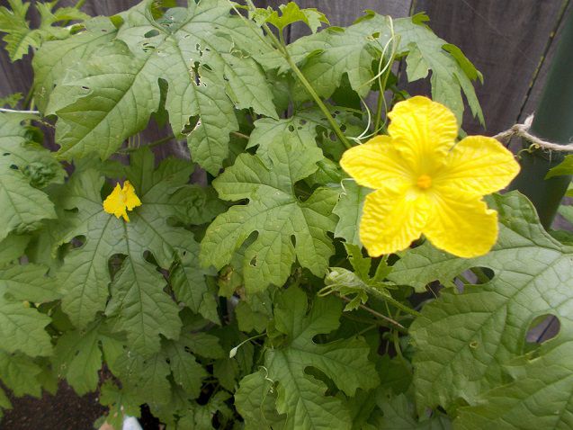 ゴーヤーの花が咲く