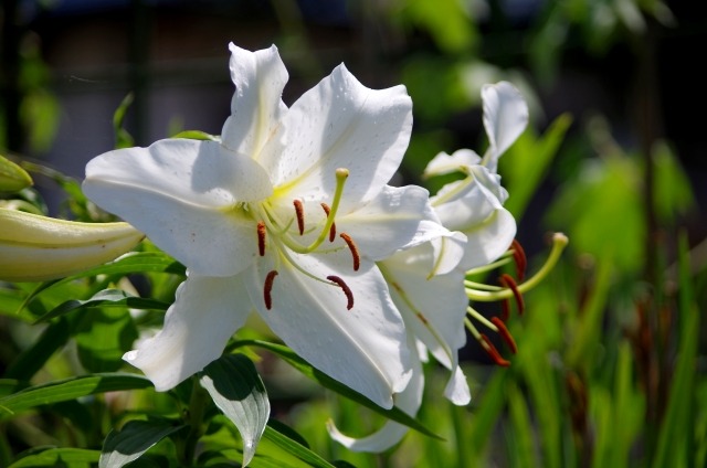 ユリ 百合 の花が咲かない原因は 翌年に花を咲かせるための手入れを紹介 楽して楽しむガーデニング