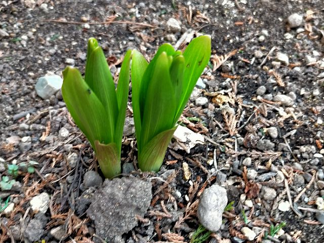 クルマユリの芽が出る