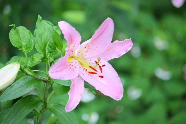 ユリ 百合 の花が咲かない原因は 翌年に花を咲かせるための手入れを紹介 楽して楽しむガーデニング