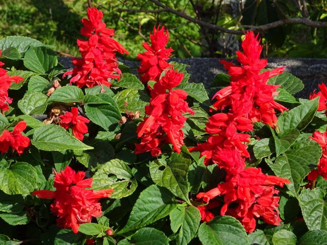 夏花壇の定番 赤いサルビアの花 スプレンデンス の育て方 楽して楽しむガーデニング