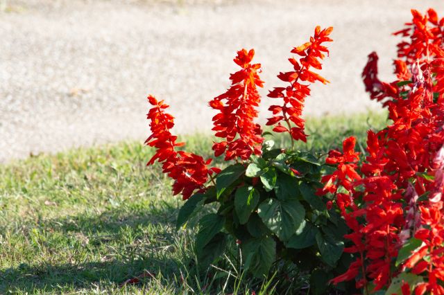 サルビアの花