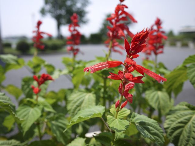 サルビアの花