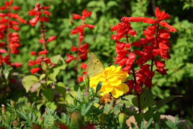 サルビアの花