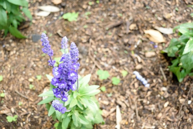 サルビア・ファリナセア 紫の花