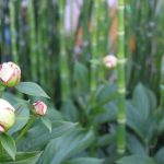 シャクヤクのツボミ