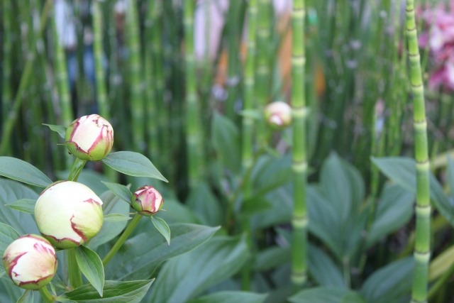 シャクヤク 芍薬 の花が咲かない原因は 翌年に花を咲かせる方法 楽して楽しむガーデニング