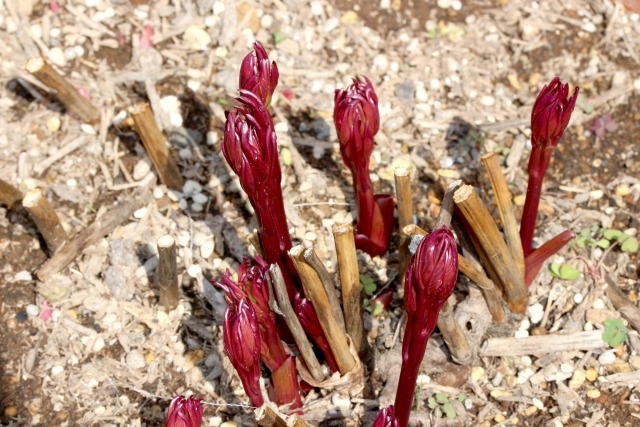 シャクヤクの新芽