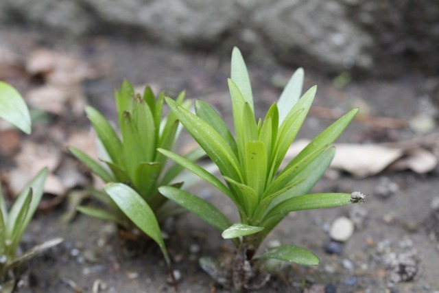 ユリの新芽