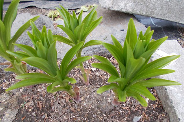 ユリ 百合 の花が咲かない原因と対策 楽して楽しむガーデニング