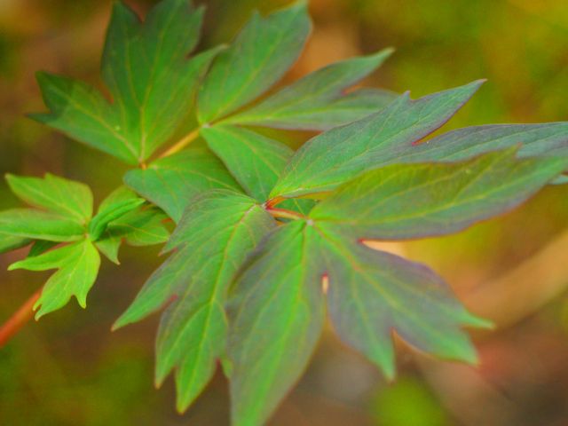 牡丹の花が咲かない原因 来年花を咲かせるための剪定時期と方法を紹介 楽して楽しむガーデニング