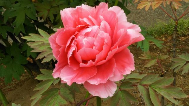 牡丹の花が咲かない原因 来年花を咲かせるための剪定時期と方法を紹介 楽して楽しむガーデニング