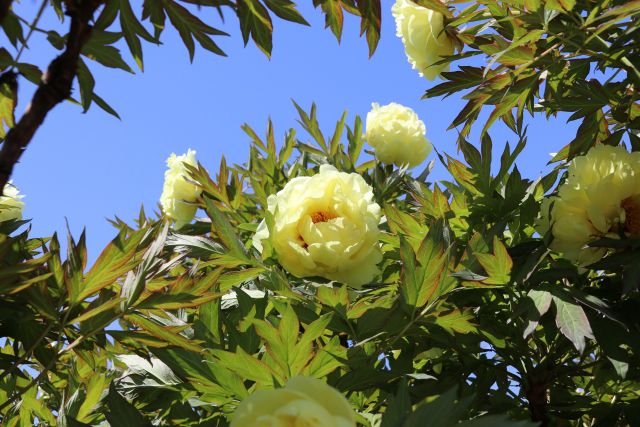 牡丹の花が咲かない原因 来年花を咲かせるための剪定時期と方法を紹介 楽して楽しむガーデニング