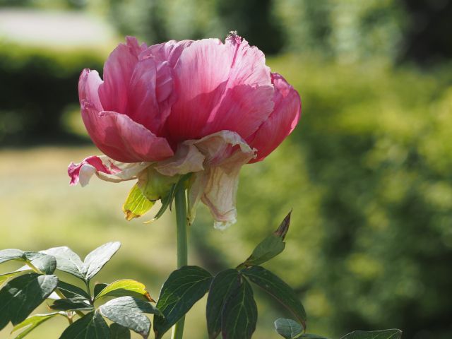 牡丹の花が咲かない原因 来年花を咲かせるための剪定時期と方法を紹介 楽して楽しむガーデニング