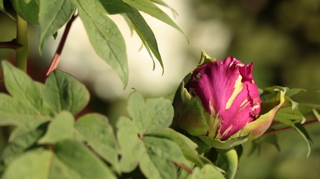 牡丹の花が咲かない原因 来年花を咲かせるための剪定時期と方法を紹介 楽して楽しむガーデニング