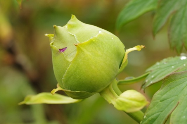 牡丹の花が咲かない原因 来年花を咲かせるための剪定時期と方法を紹介 楽して楽しむガーデニング