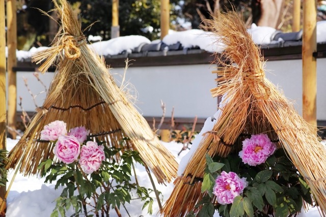 牡丹の花が咲かない原因 来年花を咲かせるための剪定時期と方法を紹介 楽して楽しむガーデニング