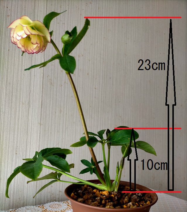 クリスマスローズの花が咲かない原因と対策 基本の育て方まとめ 楽して楽しむガーデニング