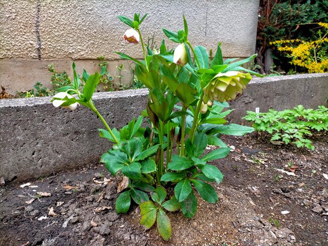 地植えのクリスマスローズ開花