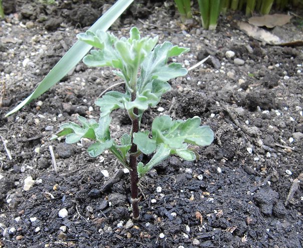 菊の植え付け5月