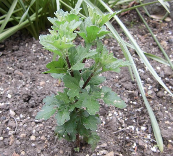 菊、摘芯前6月