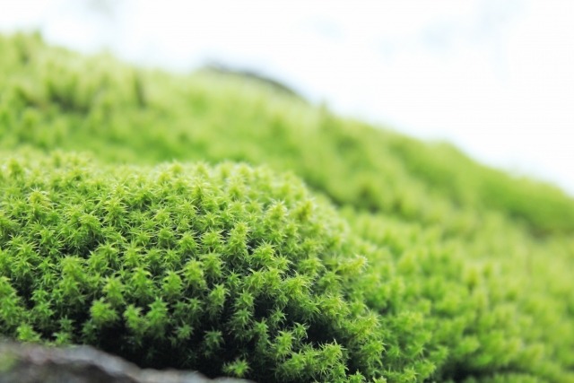 庭に生える苔を飾って楽しむ方法 苔盆栽 苔玉 苔テラリウム 楽して楽しむガーデニング