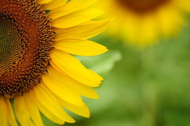 ヒマワリの花の仕組み