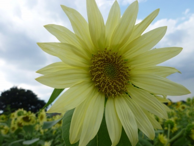 白いヒマワリの花