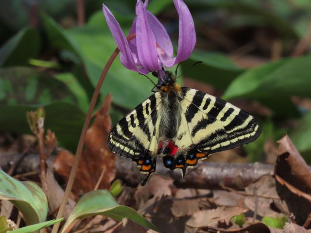 カタクリの花とギフチョウ