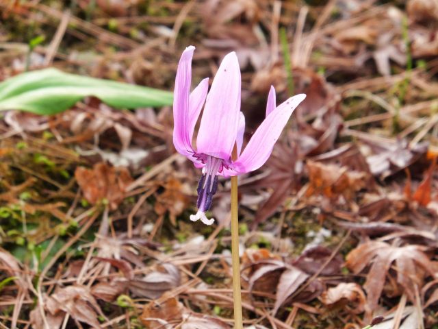 カタクリの花