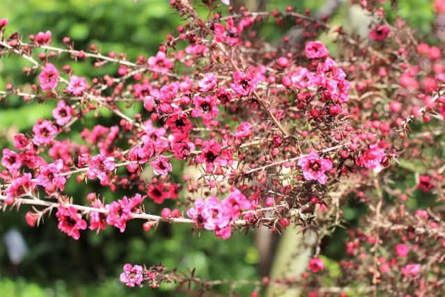 ギョリュウバイのピンクの花
