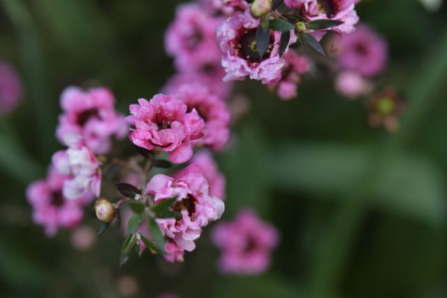 ギョリュウバイの花