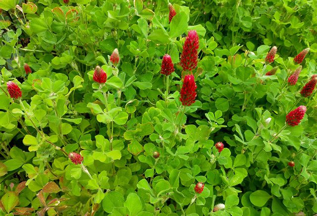 クリムソンクローバー ディクシーの花