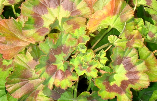 ゼラニウムの花が咲かない理由と対処法 たくさんの花を咲かせるポイントは 楽して楽しむガーデニング