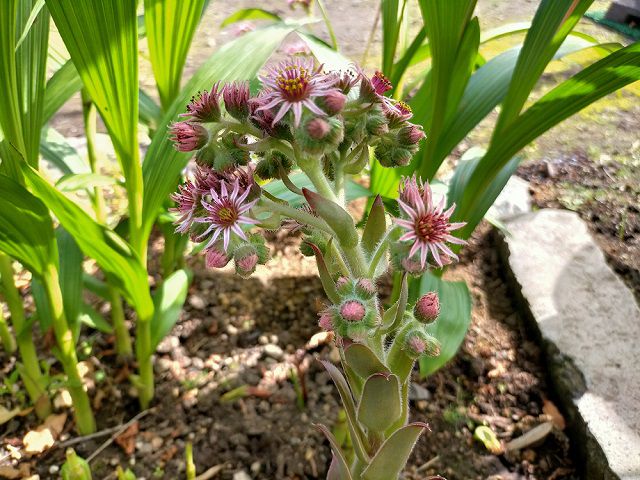 ミッドナイトローズの花