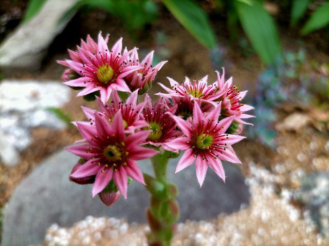 シルバーカーノルの花