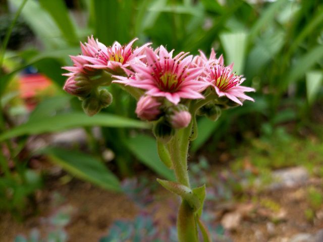 シルバーカーノルの花