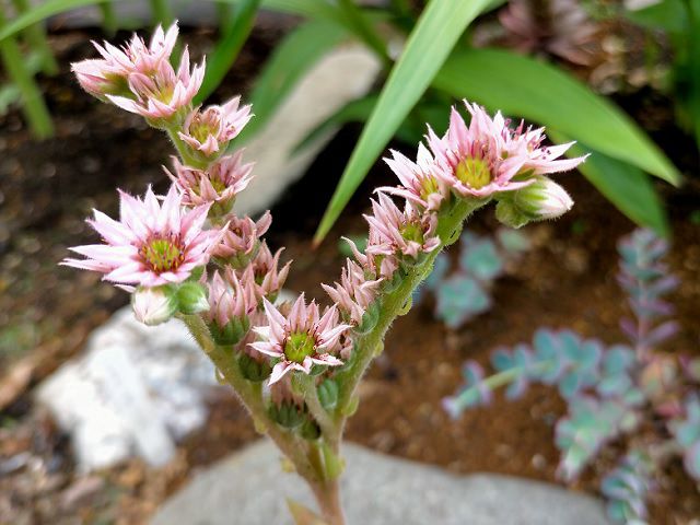 シルバーカーノルの花