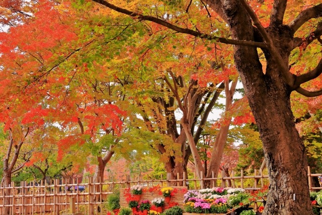 弘前公園の紅葉と菊の花