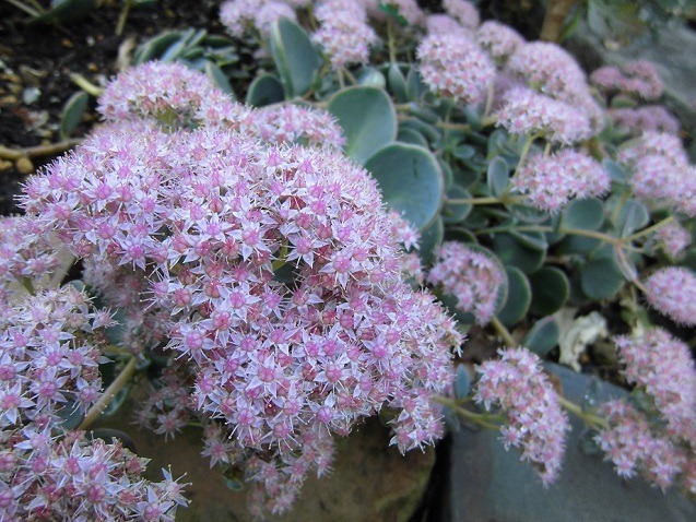 ミセバヤの花