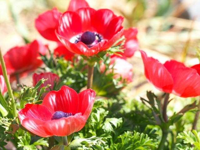 赤いアネモネの花