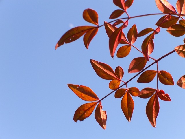 ナンテンの紅葉