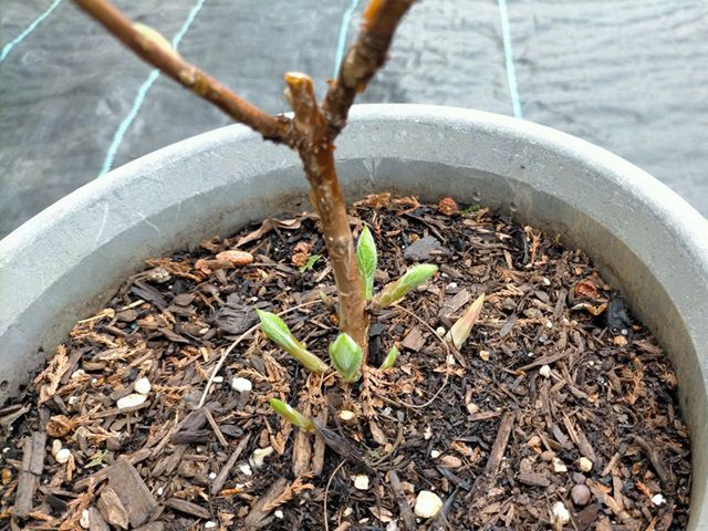 アナベルの新芽