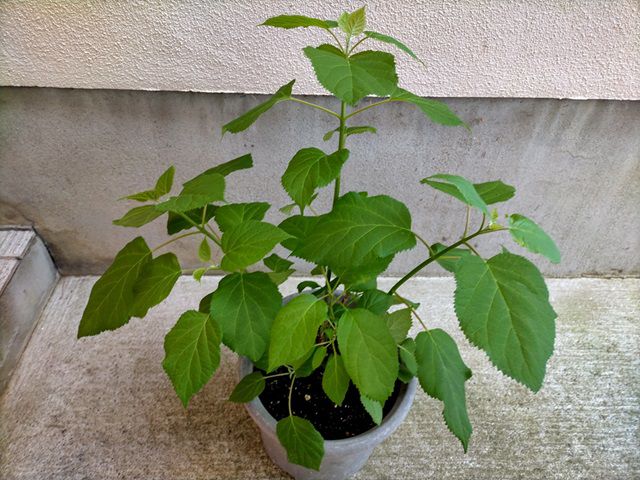 新枝が伸びたアナベル
