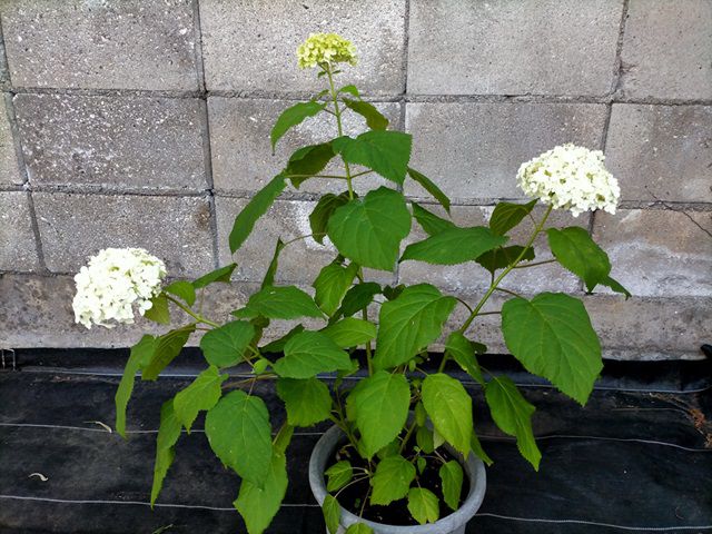 アナベル2年目の開花